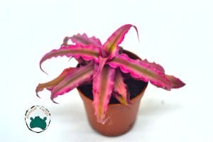 Cryptanthus Pink Earth Star  Özel Tür Sukulent 5,5CM Saksı
