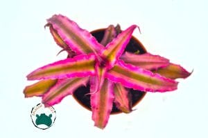 Cryptanthus Pink Earth Star  Özel Tür Sukulent 5,5CM Saksı