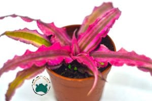 Cryptanthus Pink Earth Star  Özel Tür Sukulent 5,5CM Saksı