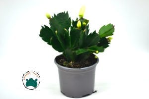 Schlumbergera Truncata Yılbaşı Çiçeği Kaktüsü Pembe Çiçek Açar