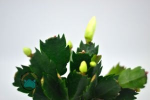 Schlumbergera Truncata Yılbaşı Çiçeği Kaktüsü Pembe Çiçek Açar