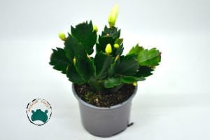 Schlumbergera Truncata Yılbaşı Çiçeği Kaktüsü Pembe Çiçek Açar