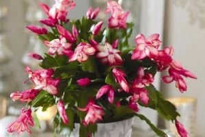 Schlumbergera Truncata Yılbaşı Çiçeği Kaktüsü Pembe Çiçek Açar