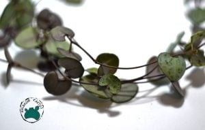 Ceropegia Woodii Sukulent Kalp Kalbe Karşı Çiçeği +50CM Yoğun Dallı