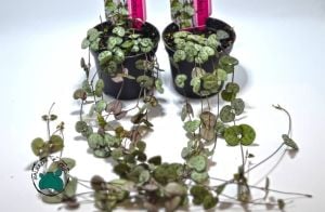 Ceropegia Woodii Sukulent Kalp Kalbe Karşı Çiçeği +50CM Yoğun Dallı