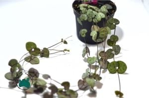 Ceropegia Woodii Sukulent Kalp Kalbe Karşı Çiçeği +50CM Yoğun Dallı