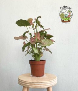 Syngonium Red Pembe Ok Başı Sarmaşığı Melek Kanadı Bitkisi 15CM Saksıda