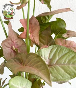 Syngonium Red Pembe Ok Başı Sarmaşığı Melek Kanadı Bitkisi 15CM Saksıda