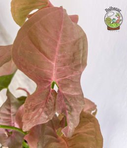 Syngonium Red Pembe Ok Başı Sarmaşığı Melek Kanadı Bitkisi 15CM Saksıda
