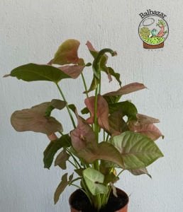 Syngonium Red Pembe Ok Başı Sarmaşığı Melek Kanadı Bitkisi 15CM Saksıda