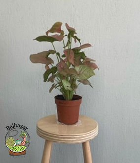 Syngonium Red Pembe Ok Başı Sarmaşığı Melek Kanadı Bitkisi 15CM Saksıda