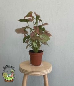 Syngonium Red Pembe Ok Başı Sarmaşığı Melek Kanadı Bitkisi 15CM Saksıda