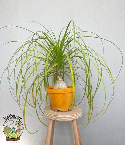 Nolina Beaucarnea Recurvata Fil Ayağı Kaktüsü Şişe Palmiyesi 20CM Saksıda