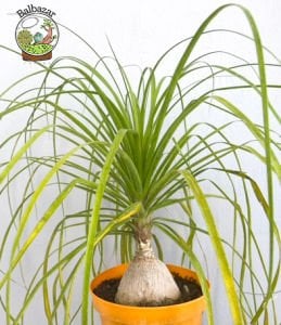 Nolina Beaucarnea Recurvata Fil Ayağı Kaktüsü Şişe Palmiyesi 12CM Saksıda
