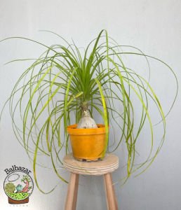 Nolina Beaucarnea Recurvata Fil Ayağı Kaktüsü Şişe Palmiyesi 12CM Saksıda