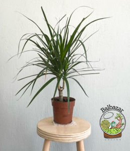 Dracaena Marginata Bitkisi Madagaskar Dragon Ağacı Tek Gövdeli 10,5CM Saksida +35 CM