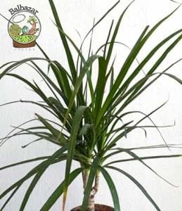 Dracaena Marginata Bitkisi Madagaskar Dragon Ağacı Tek Gövdeli 10,5CM Saksida +35 CM