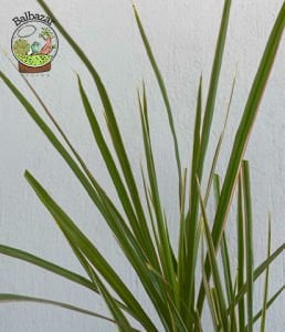 Dracaena Marginata Tricolor Bitkisi Madagaskar Dragon Ağacı Tek Gövdeli 10,5CM Saksida +35 CM