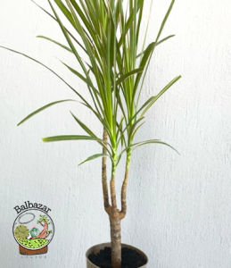 Dracaena Marginata Tricolor Bitkisi Madagaskar Dragon Ağacı Tek Gövdeli 10,5CM Saksida +35 CM