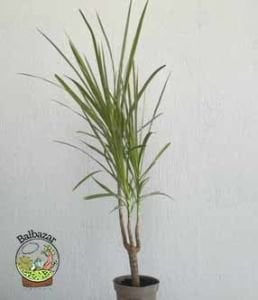Dracaena Marginata Tricolor Bitkisi Madagaskar Dragon Ağacı Tek Gövdeli 10,5CM Saksida +35 CM