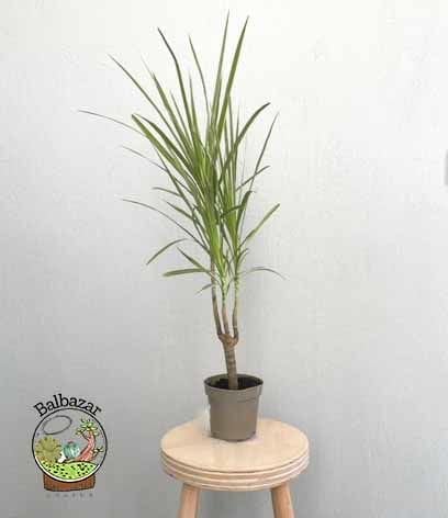 Dracaena Marginata Tricolor Bitkisi Madagaskar Dragon Ağacı Tek Gövdeli 10,5CM Saksida +35 CM