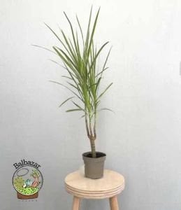 Dracaena Marginata Tricolor Bitkisi Madagaskar Dragon Ağacı Tek Gövdeli 10,5CM Saksida +35 CM
