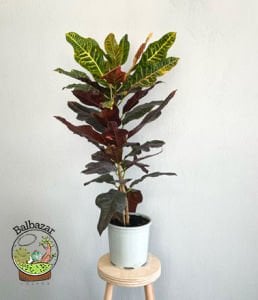 Croton Petra Kroton Bitkisi Kraton Ofis Salon Bitkisi +65CM Boy 17CM Saksıda