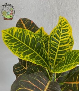 Croton Petra Kroton Bitkisi Kraton Ofis Salon Bitkisi +65CM Boy 17CM Saksıda