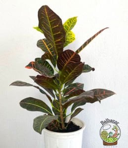 Croton Petra Kroton Bitkisi Kraton Ofis Salon Bitkisi +65CM Boy 17CM Saksıda