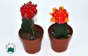 Moon Cactus Ay Kaktüs Aşılı Gymnocalycium Kırmızı Renk 8.5CM Saksıda