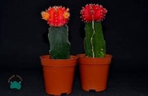 Moon Cactus Ay Kaktüs Aşılı Gymnocalycium Kırmızı Renk 8.5CM Saksıda