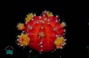 Moon Cactus Ay Kaktüs Aşılı Gymnocalycium Kırmızı Renk 8.5CM Saksıda