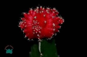 Moon Cactus Ay Kaktüs Aşılı Gymnocalycium Kırmızı Renk 8.5CM Saksıda