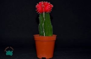Moon Cactus Ay Kaktüs Aşılı Gymnocalycium Kırmızı Renk 8.5CM Saksıda