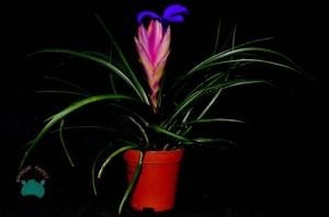 Tillandsia Cyanea - Hava Bitkisi Pembe Mor Çiçek Açar 6CM Saksıda