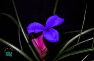 Tillandsia Cyanea - Hava Bitkisi Pembe Mor Çiçek Açar 6CM Saksıda