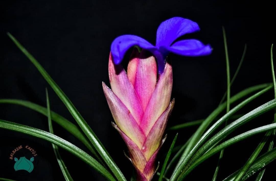 Tillandsia Cyanea - Hava Bitkisi Pembe Mor Çiçek Açar 6CM Saksıda