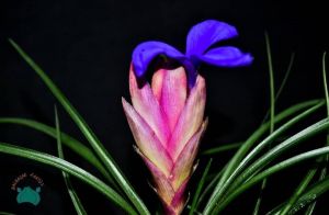 Tillandsia Cyanea - Hava Bitkisi Pembe Mor Çiçek Açar 6CM Saksıda