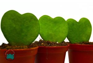 Hoya Kerri  Kokulu Kalp Şekilli Mum Çiçeği 8.5CM Saksıda