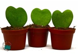 Hoya Kerri  Kokulu Kalp Şekilli Mum Çiçeği 8.5CM Saksıda