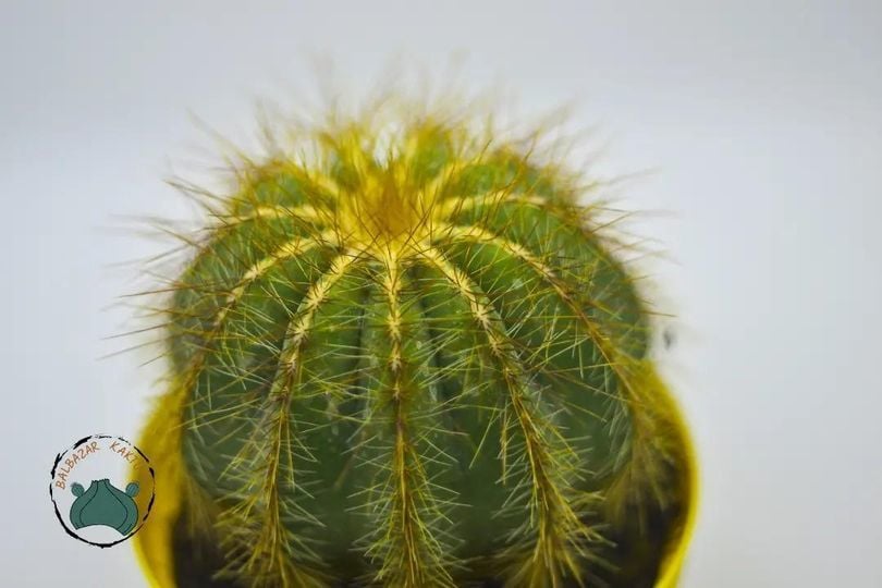Notocactus Magnificus Dilimli Sarı Dikenli Kaktüs Özel Tür 5.5CM Saksıda