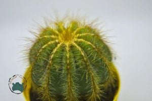 Notocactus Magnificus Dilimli Sarı Dikenli Kaktüs Özel Tür 5.5CM Saksıda