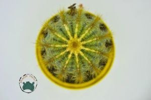 Notocactus Magnificus Dilimli Sarı Dikenli Kaktüs Özel Tür 5.5CM Saksıda