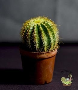 Notocactus Scopa Kaktüs Sarı Dikenli Top Kaktüs 5.5CM Saksıda
