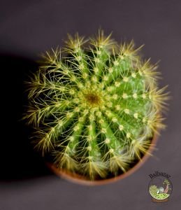 Notocactus Scopa Kaktüs Sarı Dikenli Top Kaktüs 5.5CM Saksıda