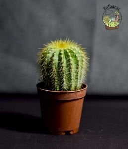 Notocactus Scopa Kaktüs Sarı Dikenli Top Kaktüs 5.5CM Saksıda