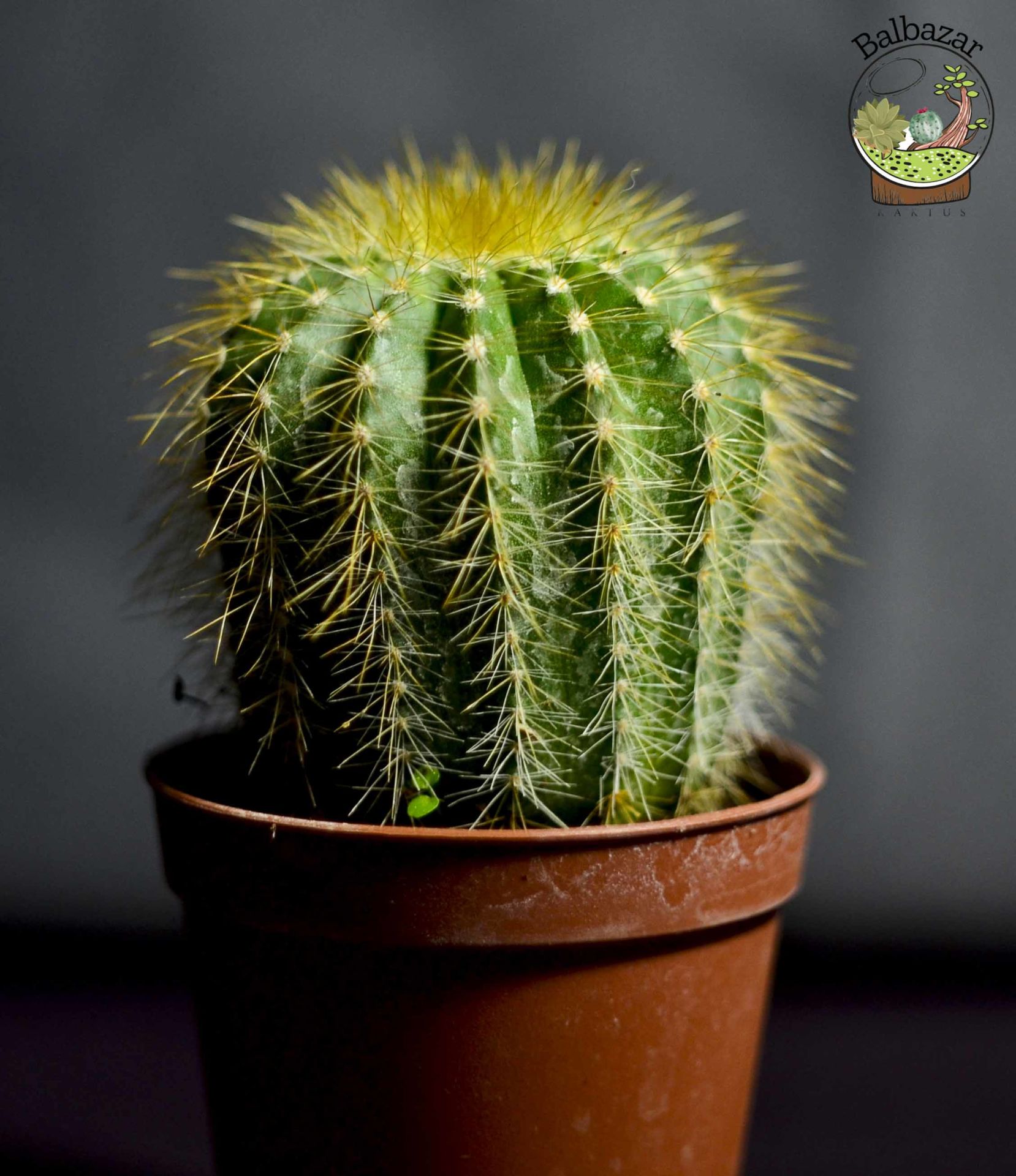 Notocactus Scopa Kaktüs Sarı Dikenli Top Kaktüs 5.5CM Saksıda