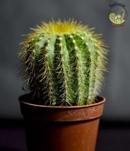 Notocactus Scopa Kaktüs Sarı Dikenli Top Kaktüs 5.5CM Saksıda