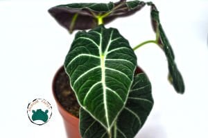 Alocasia Polly Fil Kulağı Bitkisi 12CM Saksıda