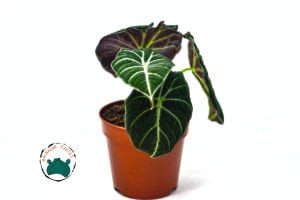 Alocasia Polly Fil Kulağı Bitkisi 12CM Saksıda